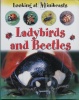 Looking at minibeasts: Ladybirds and beetles