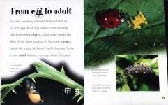 Ladybirds and Beetles