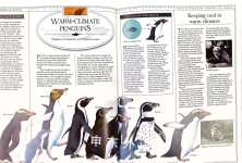 A Visual Introduction to Penguins