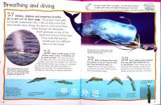 Whales and Dolphins