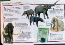 100 things you should know about Elephants
