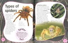 Animal Lives: Spiders