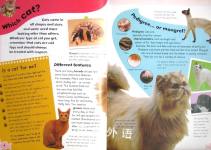 Know Your Pet: Cats and Kittens