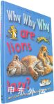 Why Why Why are lions lazy