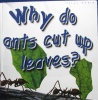 Why do ants cut up leaves? first questions and answers