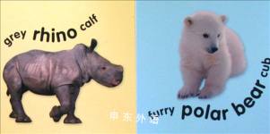 Baby Animals