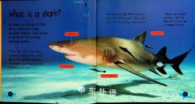Pup to Shark