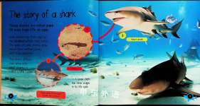 Pup to Shark
