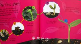 Seed to Sunflower