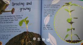 Seed to Sunflower