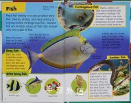 Sea (Mini Encyclopedias)
