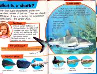 Sharks
