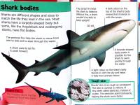 Sharks