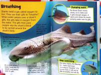 Sharks