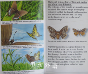 Caterpillars, Butterflies and Moths Pocket Worlds