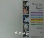 How to Care for Your Rabbit 