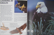 Eagles (Jump! animal book) 