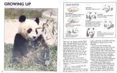 Pandas