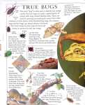 The Giant Book of Bugs and Creepy Crawlies