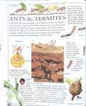 The Giant Book of Bugs and Creepy Crawlies