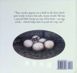 Animal Lives The Barn Owl