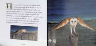Animal Lives The Barn Owl
