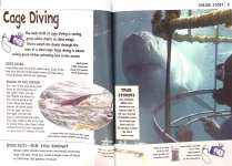 Diving
