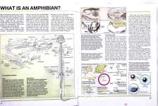 Encyclopedia of the Animal Kingdom