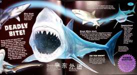 Scary Sharks and the most ferocious underwater creatures ever