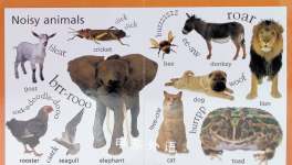 Animal