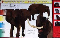 Wild Animals