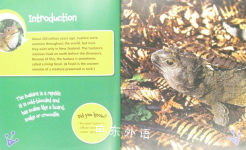 The Life Cycle of the Tuatara