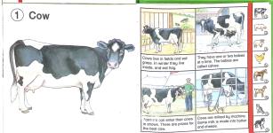 On the Farm