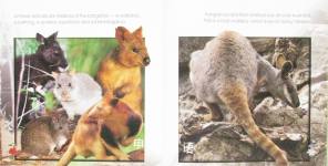 My First Picture Book of Kangaroos Steve Parish Nature Kids