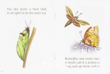 Jolly Readers Level 2 Non Fiction 6 Butterflies and Moths