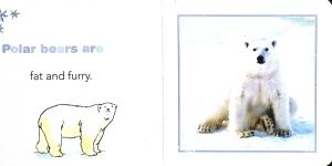 Polar Bears