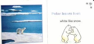 Polar Bears