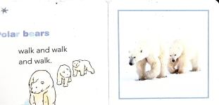 Polar Bears