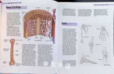 The Body