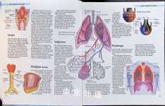 The Body